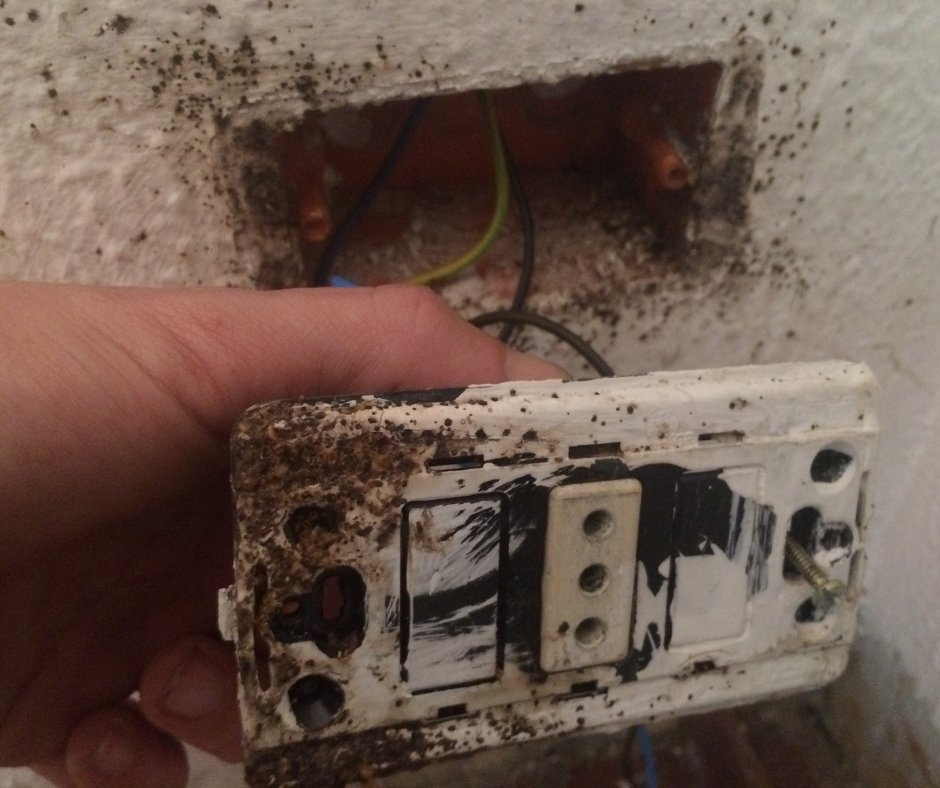 A hand holding a removed electrical faceplate away from a wall, both the back of the plate and the opening behind it heavily marked with dark bed bug spotting, with wiring visible in the back box