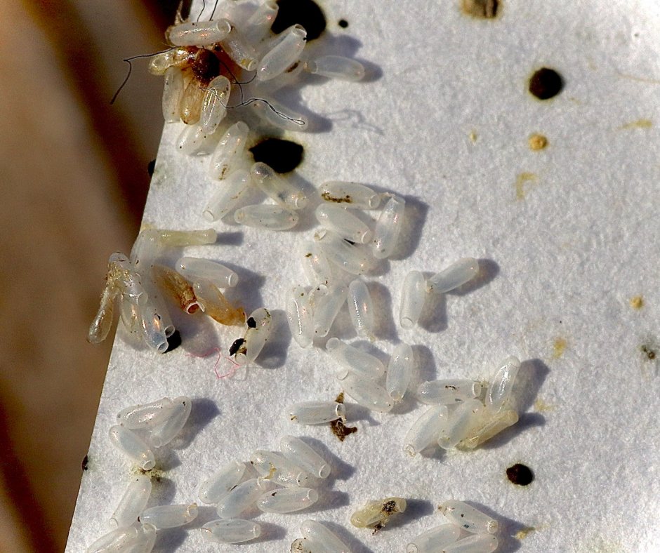 A cluster of pearly white bed bug eggs along the edge of a mattress panel, many of them hatched shells with the cap pushed open, among pale shed skins and black faecal spots