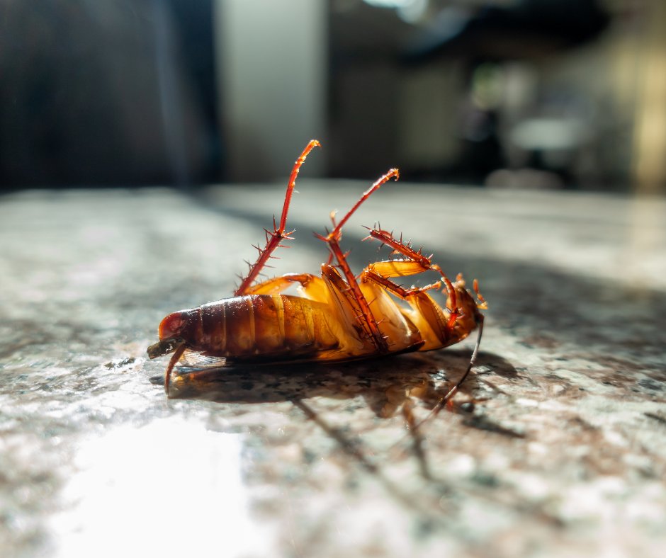 A large reddish-brown cockroach lying on its back on a speckled stone surface, legs drawn up and long antennae trailing