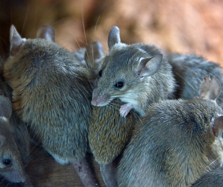 A tight group of grey-brown mice pressed close together on bare timber, one of them facing the camera with its large thin ears up