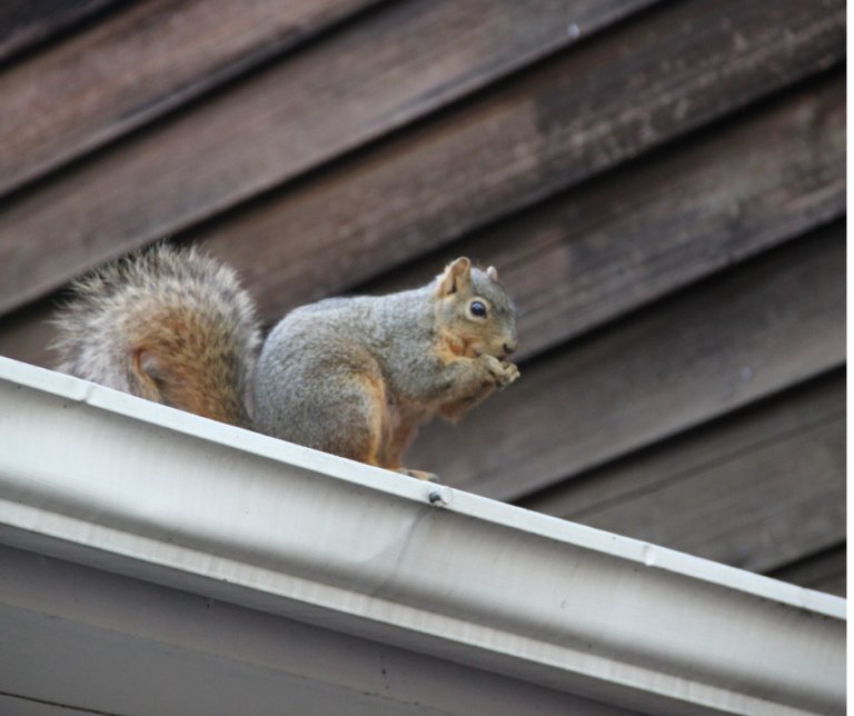 A squirrel crouched on the edge of a white gutter below diagonal timber cladding, holding food to its mouth