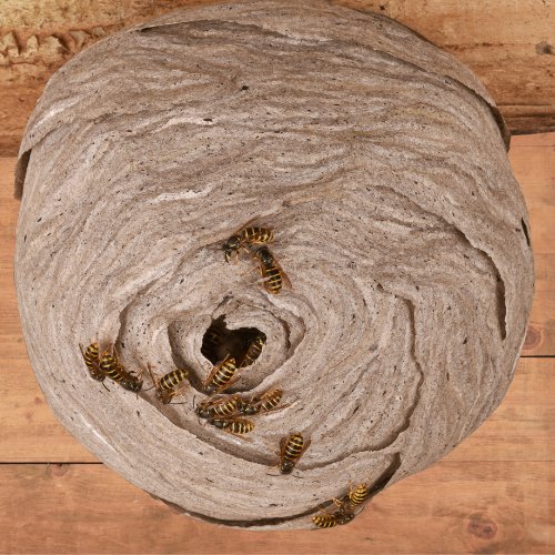 A wasp nest built against timber boarding, a rounded grey paper envelope with swirled bands and a single dark entrance hole at its centre, with black and yellow wasps around the opening