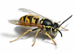 Rapid Wasp Nest Removal Milton Keynes