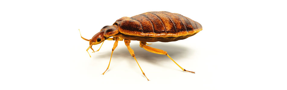 Same Day bedbug treatment in Watford