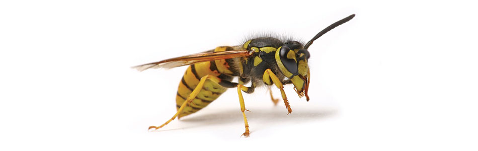 Wasp Nest Removal Near Me