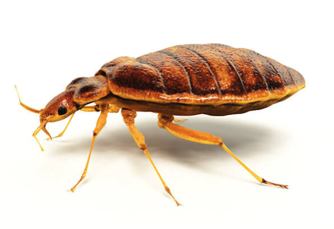 Bedbug Removal Cost