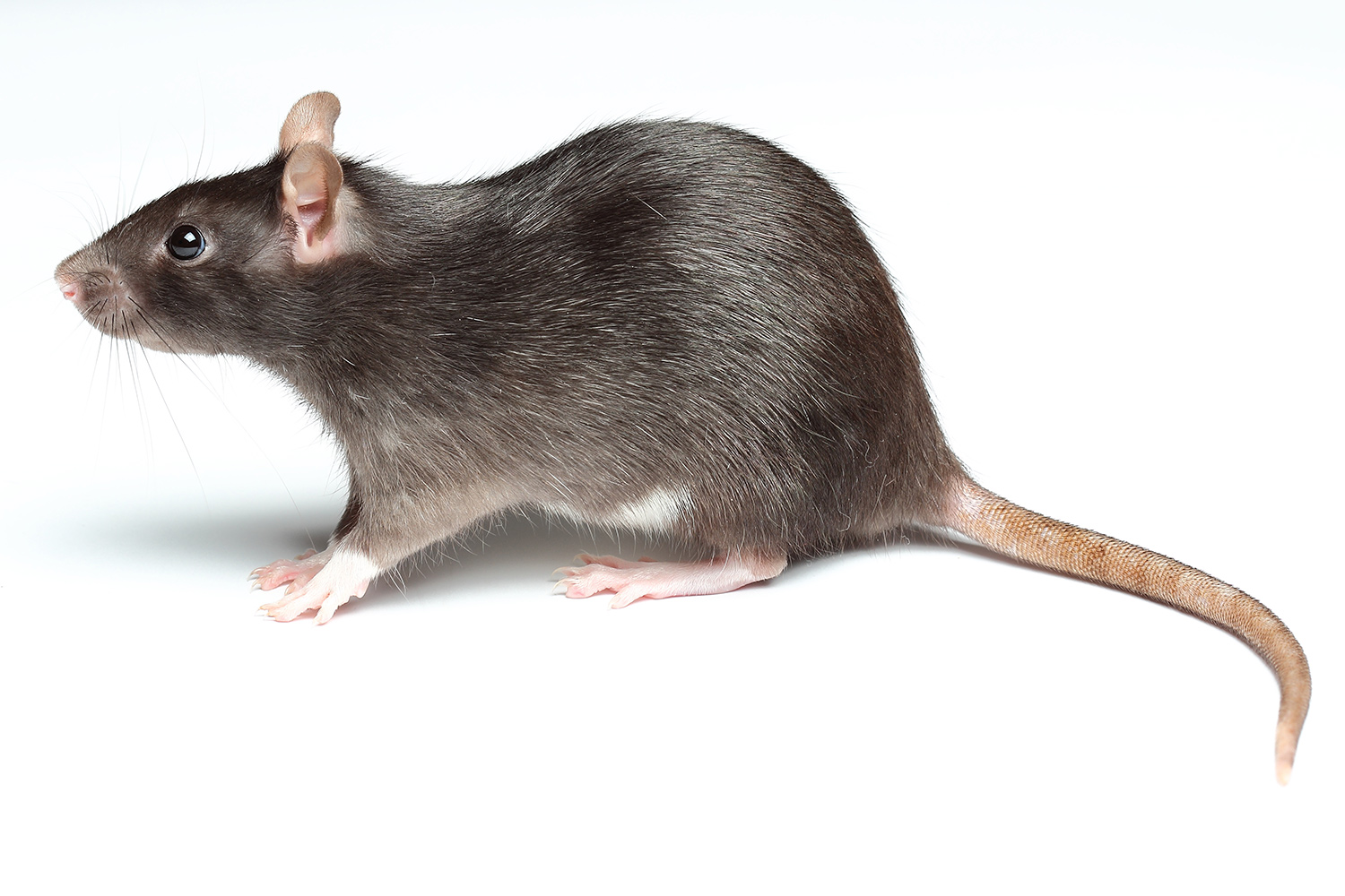 How Do Rats Get Into Your Property?