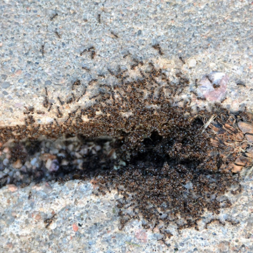 ant control milton keynes