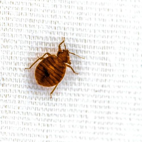 bedbug control milton keynes