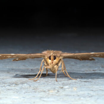 How to get Rid of Carpet Moths in Gerrards Cross