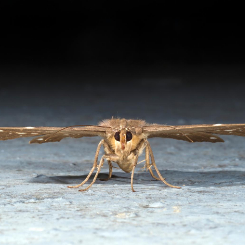 moth control milton keynes