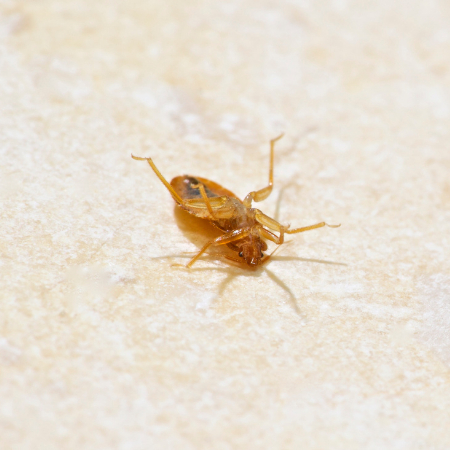 bed bug control in Bletchley