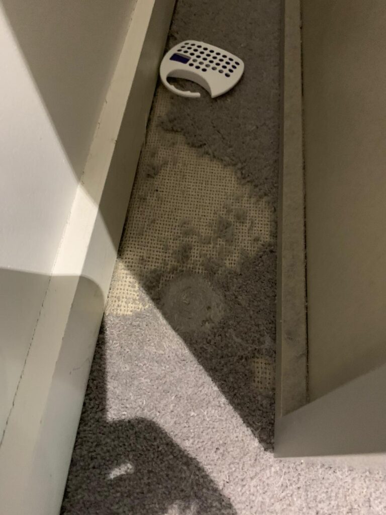 damage caused by carpet moths in milton keynes