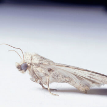 How to get rid of Carpet Moths in High Wycombe