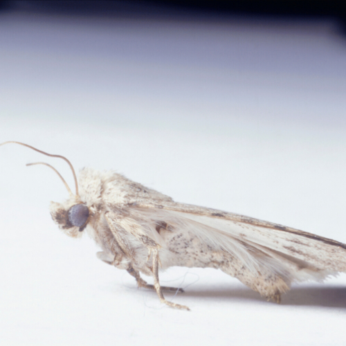 Carpet Moth Control Buckinghamshire