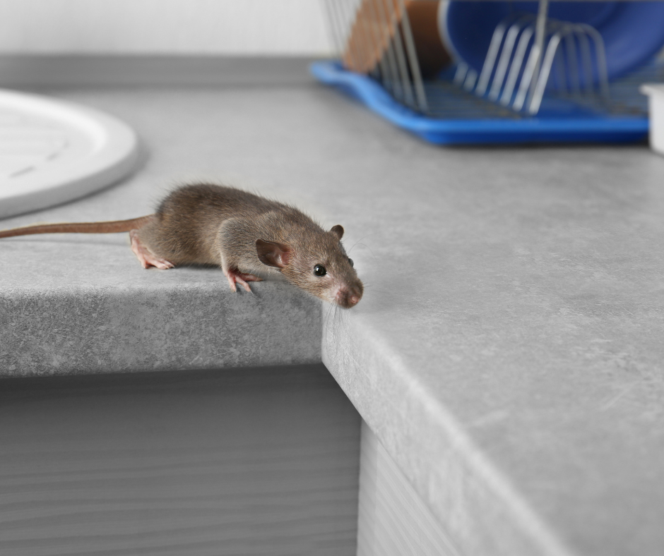 Mice Exterminators Aylesbury