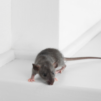 Mice Exterminators Amersham