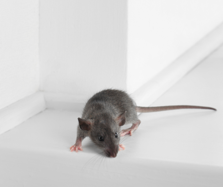 Mice Exterminators Amersham