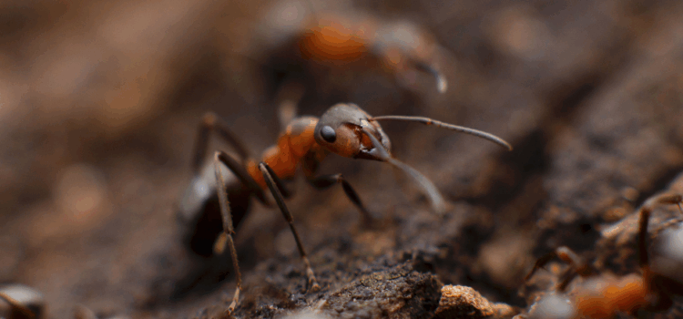 Fast Ant Control Buckingham
