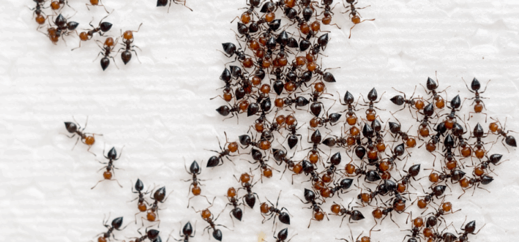 Local Ant Control Buckingham