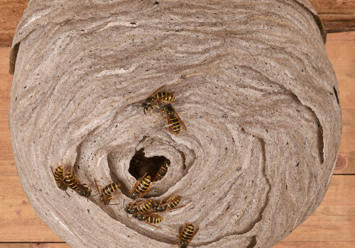 Wasp Nest Removal Near Me