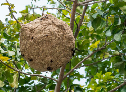 Wasp nest treatments Milton Keynes