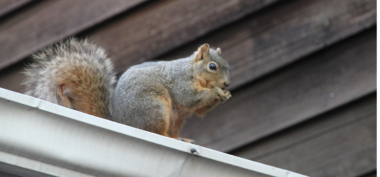 What’s That Noise in Your Loft?