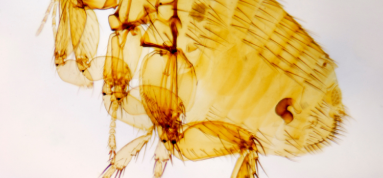 How to Tell If You Have a Flea Infestation in Your Milton Keynes Home