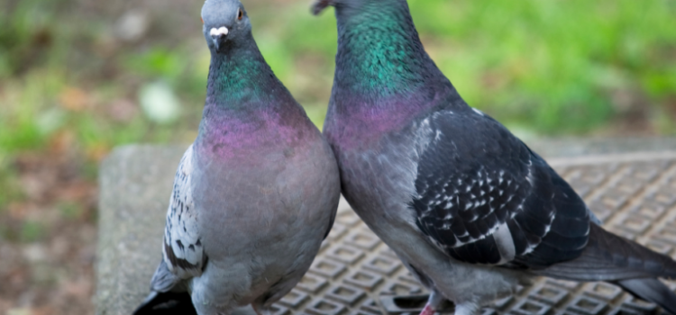 Signs You May Need a Pest Control Service in Milton Keynes