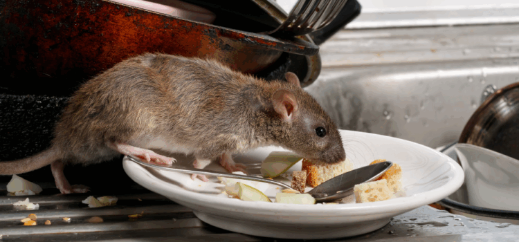 Rat Infestation Bletchley