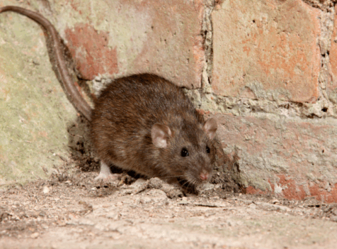 Cost of Rat Control Bletchley