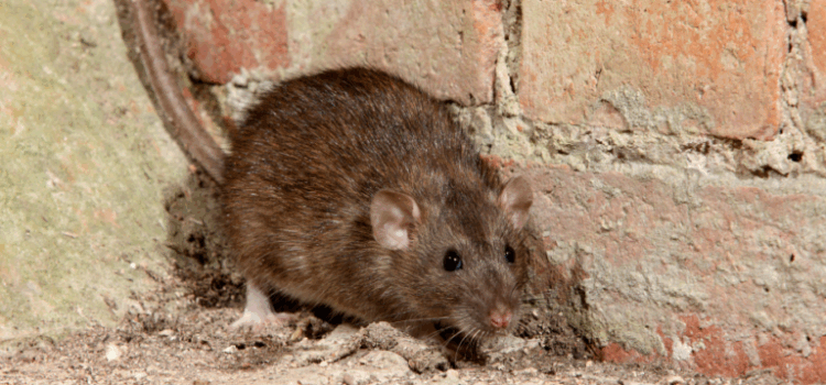 Cost of Rat Control Bletchley