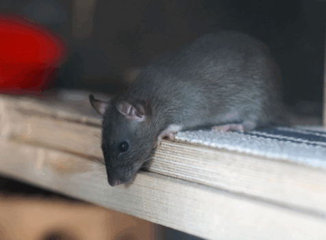 Get Rid Of Rats Bletchley