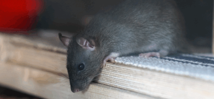 Get Rid Of Rats Bletchley