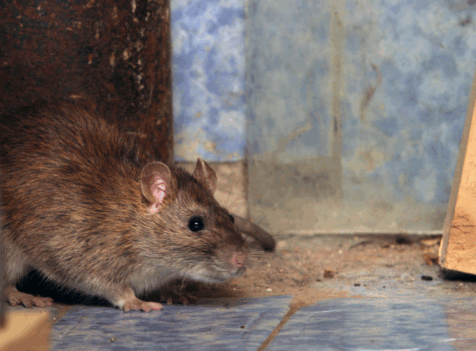 Emergency Rat Control Bletchley