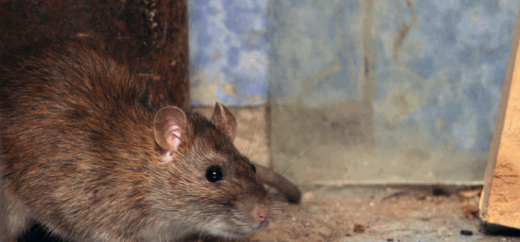 Emergency Rat Control Bletchley