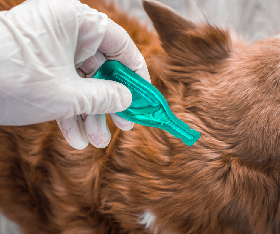 Top Signs of a Flea Infestation in Your Buckinghamshire Home