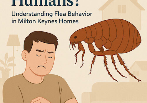 Do Fleas Bite Humans? Understanding Flea Behavior in Milton Keynes Homes