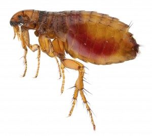 Do Fleas Die Off Naturally or Do You Need Professional Help in Milton Keynes?