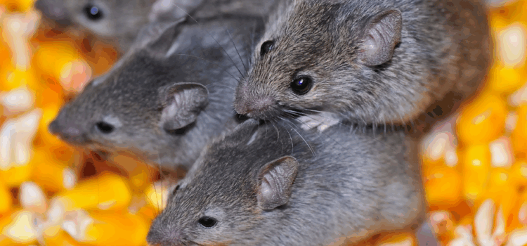Pest Control Contracts for Leighton Buzzard Restaurants