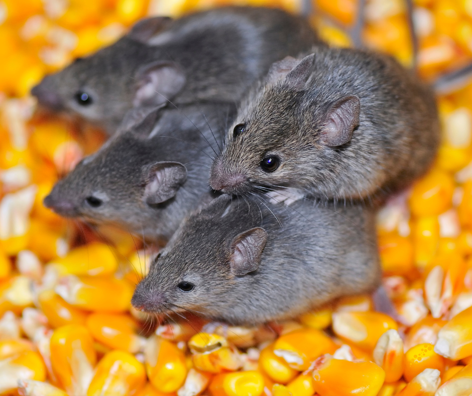 Mice Problems in Dunstable – Fast & Effective Pest Control