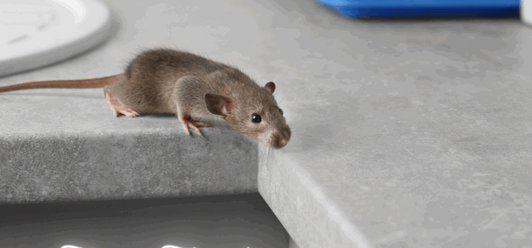 Expert Mice Removal in Leighton Buzzard – Your Local Rodent Specialists