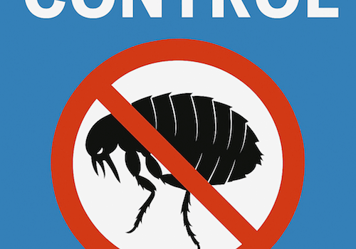 End of Tenancy Flea Treatments in Buckinghamshire