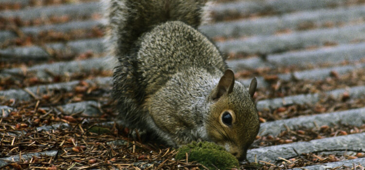How to Identify Signs of Squirrel Damage in Your Buckinghamshire Home