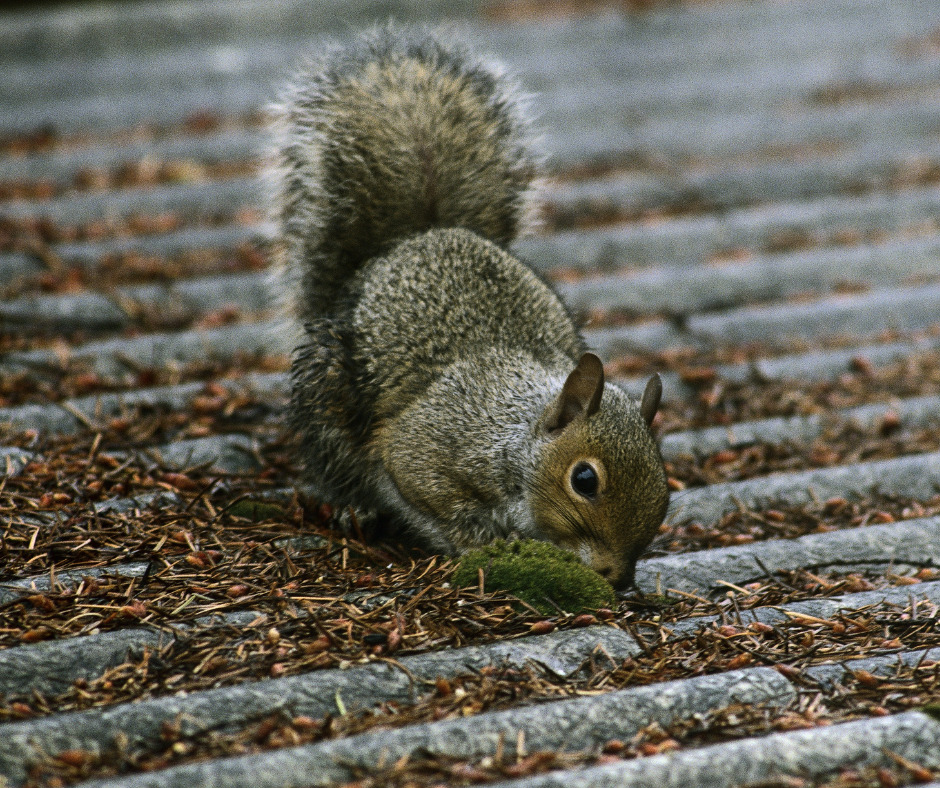 How to Identify Signs of Squirrel Damage in Your Buckinghamshire Home