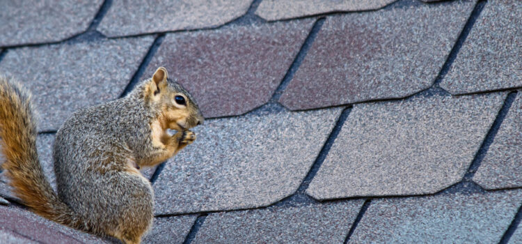 Squirrel Control Companies in Buckinghamshire