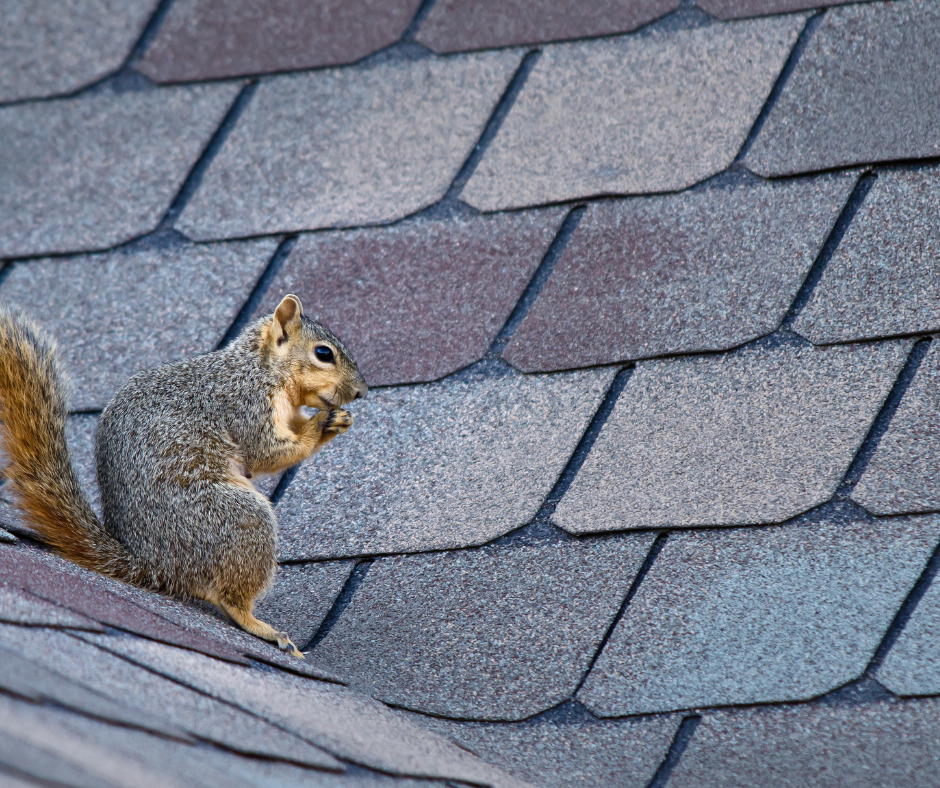 Squirrel Control Companies in Buckinghamshire