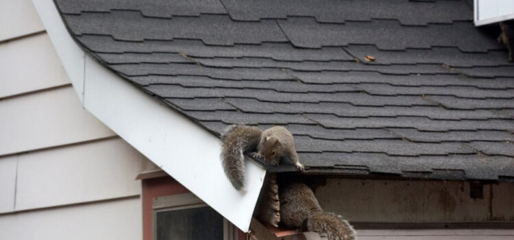 Squirrel Control Services in Buckinghamshire