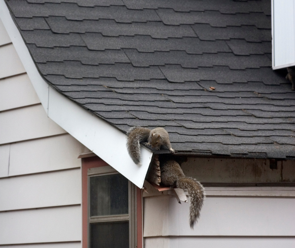 Squirrel Control Services in Buckinghamshire