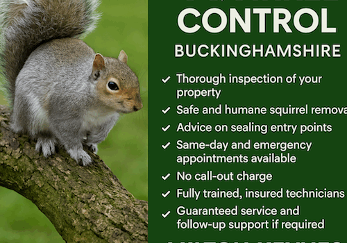 Signs of Squirrel Infestations in Buckinghamshire